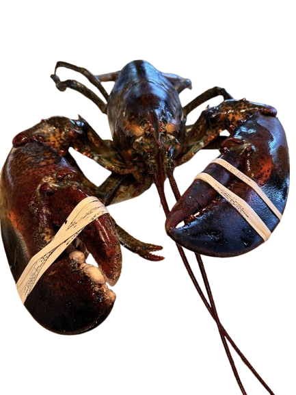 [Super Jumbo 4kg+] Wild-Caught Live Lobster