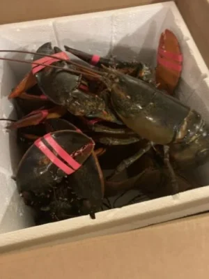 [Super Jumbo 4kg+] Wild-Caught Live Lobster photo review