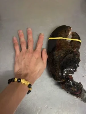 Click to view full screen LIMITED EDITION: Giant Deep-Sea Lobster Pincers 🔥 Hurry up! photo review
