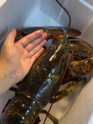 [Super Jumbo 4.5kg+] Wild-Caught Live Lobster photo review